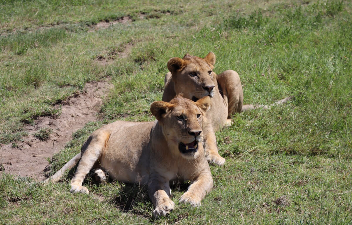 4-Day Safari: Serengeti National Park | Roam Wild Adventure