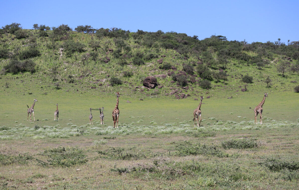 4-Day Safari: Serengeti National Park | Roam Wild Adventure