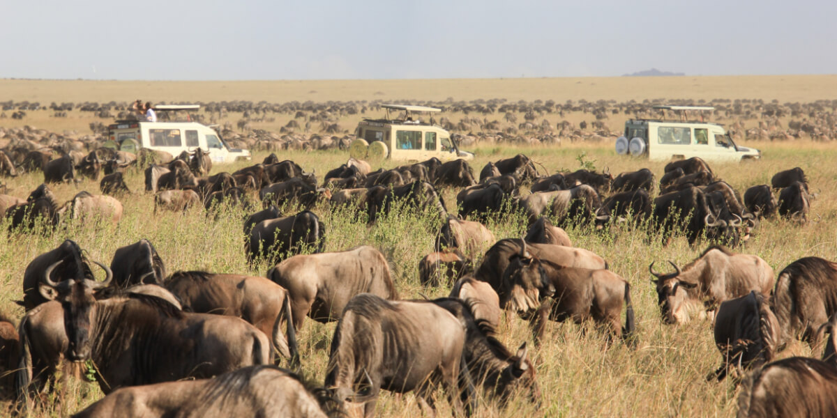Herd of thousands of wildebeest grazing