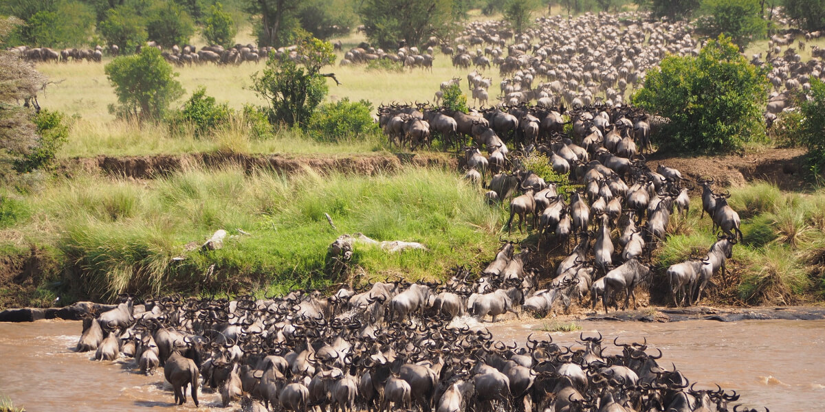 Herd of wildebeest running through the crocodile infested waters in Tanzania