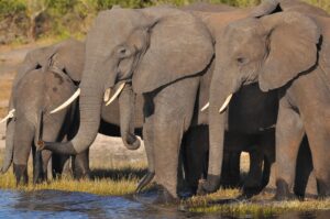 group of elephants drinking from a water hole in Serengeti National Park