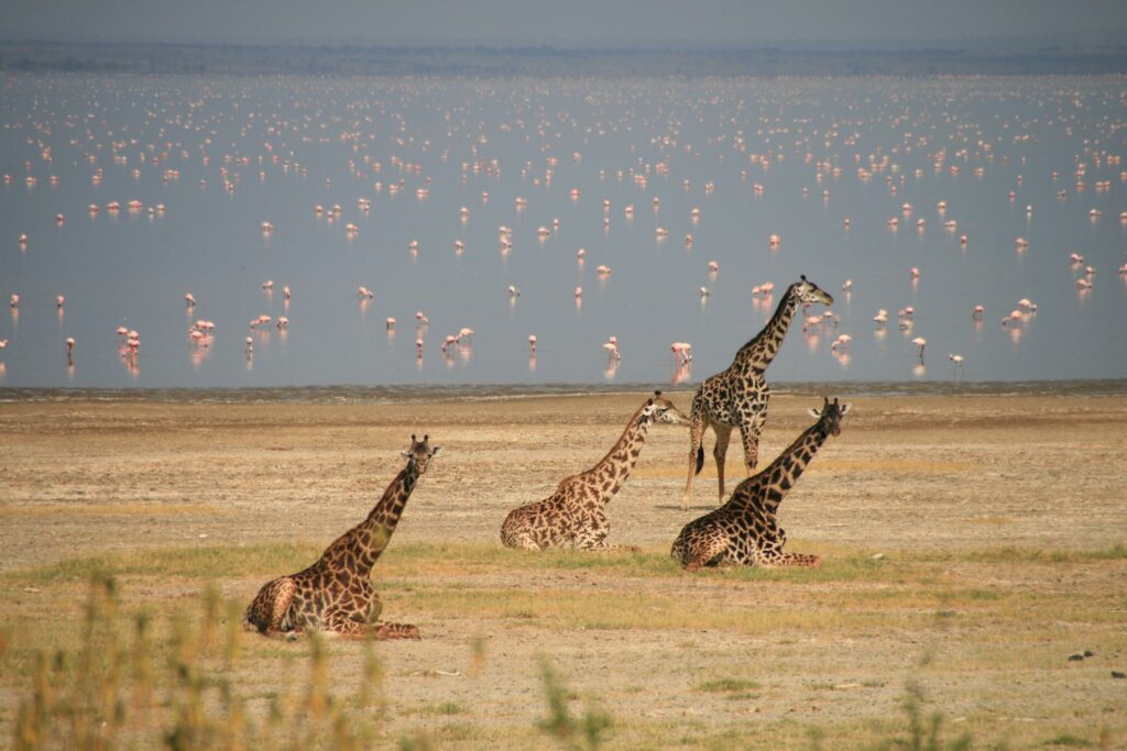 Discover the Top 10 Places to Visit in Tanzania - Flamingos and Tree-Climbing Lions at Lake Manyara