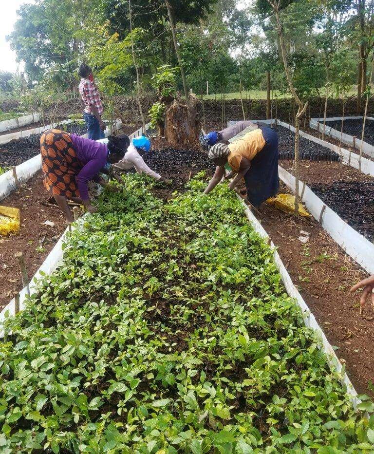 Women cultivating young tree saplings for an Evertreen reforestation project with Roam Wild Adventure.