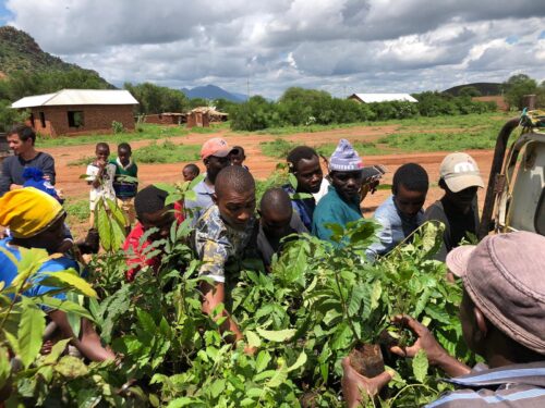 Group of local farmers planting trees in Kilimanjaro as part of a reforestation project.