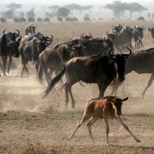 wildebeest calf with her herd