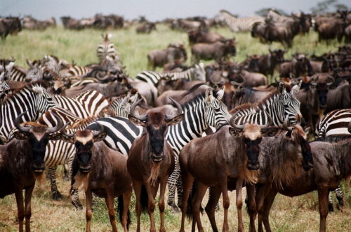 Zebras and wildbeest together in the Serengeti National Park.