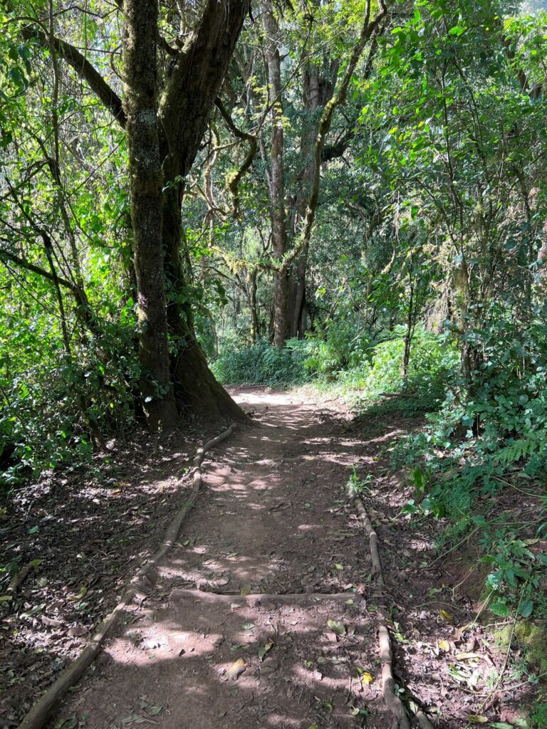 A path through the rainforest on Mount Kilimanjaro.