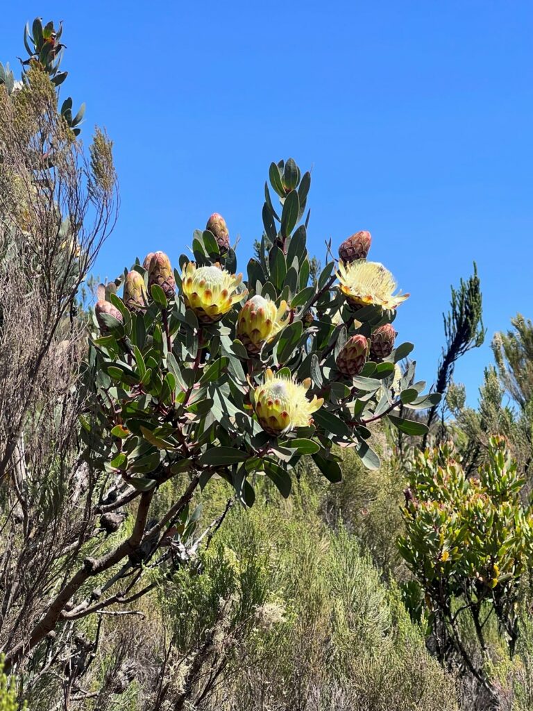 yellow cactus like flowers on Mount Kilimanjaro.