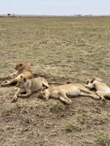 lions relaxing in Ngorongoro Crater